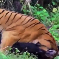 Video: Lợn rừng "tử chiến" hổ dữ để giành sự sống và cái kết gay cấn