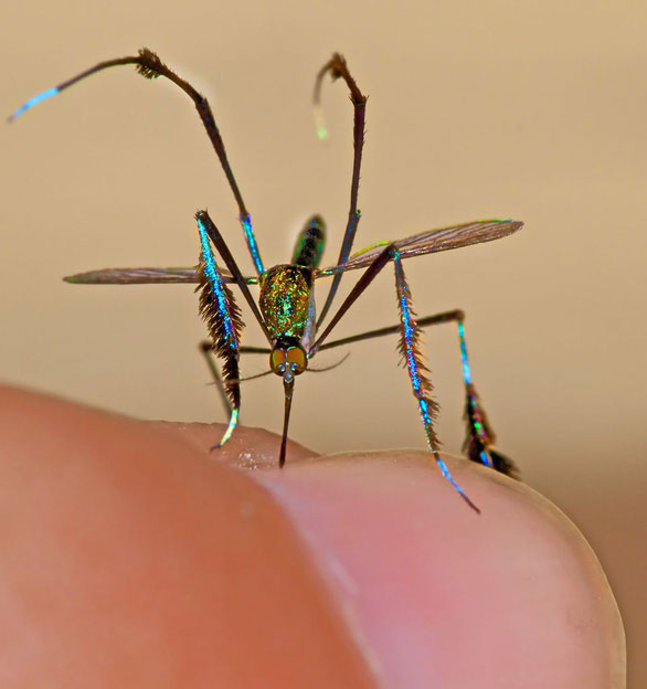 Dù đẹp nhưng muỗi Sabethes là vật thể trung gian của nhiều loại bệnh nguy hiểm