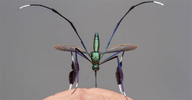 Loài muỗi đẹp nhất thế giới được giới nhiếp ảnh gia săn đón