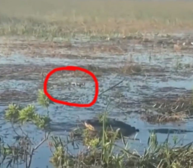 Cá sấu chồm lên đớp drone
