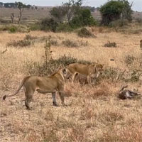 Video: 3 con sư tử cái đang "bắt nạt" báo hoa mai, bỗng sư tử đực lao vào: Kết cục ra sao?