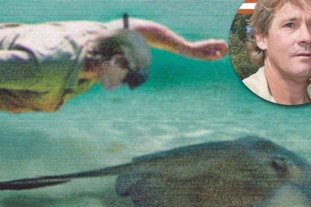 Có lẽ con cá đuối ó đã nghĩ cái bóng của Steve là một con cá mập hổ và tấn công anh ấy. 
