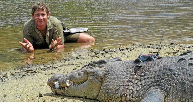 Steve Irwin đã từng làm vô số những hành động mạo hiểm với động vật hoang dã.