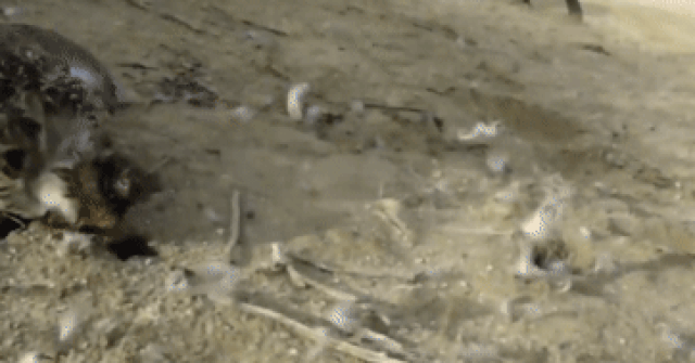 Video: Chim cắt lớn bất ngờ tấn công chó khi thấy đối thủ nhòm ngó bữa ăn của mình