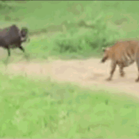 Video: Dại dột quay lại tấn công hổ dữ, bò đực nhận ngay kết đắng