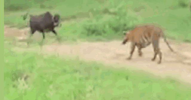 Video: Dại dột quay lại tấn công hổ dữ, bò đực nhận ngay kết đắng