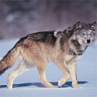 Giải mã hành động vẫy đuôi của loài sói