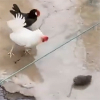 Video: Con chuột to lớn ngông nghênh thách thức gà trống, nhận ngay một đòn "knock out" chí tử
