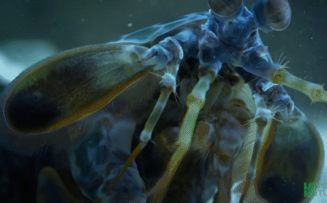 Con cua đã bị gãy càng sau cú đấm uy lực này.