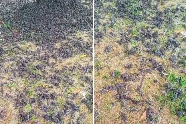 Hàng nghìn con chim chết bí ẩn, xác nằm la liệt trong nghĩa trang