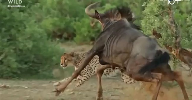 Video: Gãy 1 chân, linh dương đầu bò vẫn tử chiến với 3 báo săn và cái kết khó tin