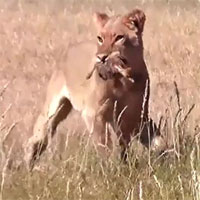 Video: Sư tử độc ác tàn sát bầy đà điểu con