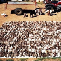 Video: Người nông dân mang theo "biệt đội chó" ra cánh đồng, kết quả hơn 500 con chuột bị tiêu diệt!