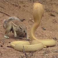 Bằng thân pháp cực kỳ linh hoạt, sóc nhỏ biến màn đi săn của rắn hổ mang thành một "trò lố"