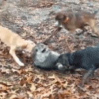Video: Gấu mèo bị bầy chó sục bao vây tấn công tới tấp, liệu nó có thể chạy thoát được?
