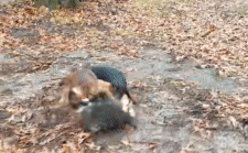 Gấu mèo đại chiến với chó sục