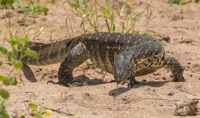 Dung nhan những sát thủ đáng sợ nhất trong thế giới thằn lằn