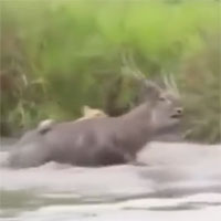 Video: Bị truy sát, linh dương dìm sư tử sặc nước trong trận thủy chiến