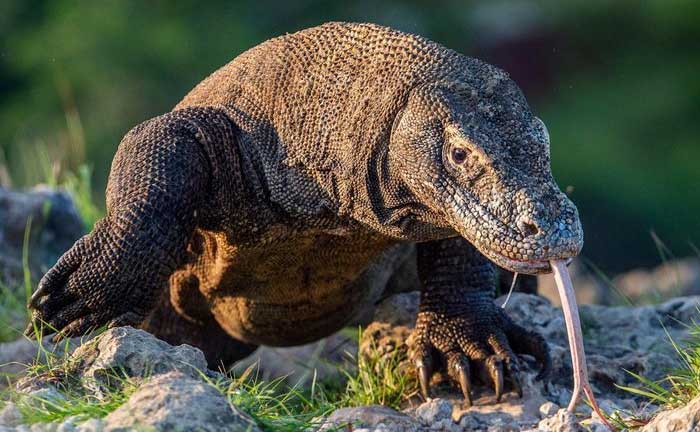 Dung nhan những sát thủ đáng sợ nhất trong thế giới thằn lằn