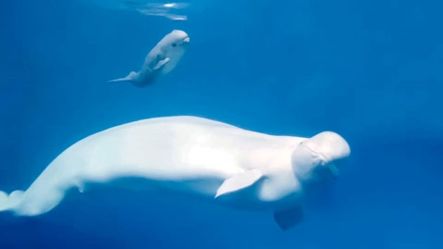Cá voi con mới sinh có màu da xám.