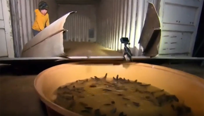 Nông dân tự chế bẫy chuột, kết quả bất ngờ!