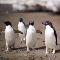 Là biểu tượng của Nam Cực, tại sao chim cánh cụt cũng sống ở xích đạo nhiệt đới?