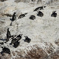 Ong mật tàn sát 63 con chim cánh cụt quý hiếm
