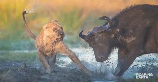 Video: Trâu rừng và những pha "phản đòn" dũng mãnh khiến sư tử khiếp sợ