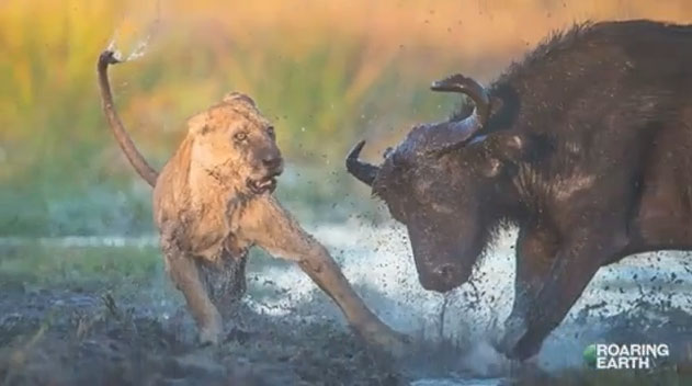 Trâu rừng được xem là con mồi hấp dẫn nhưng cũng đầy thách thức đối với sư tử.