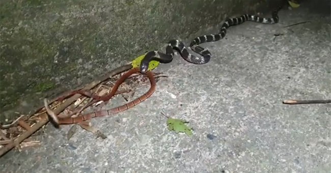 Video: Bị rắn cạp nia tiêm nọc, rắn san hô cực độc cũng co giật đùng đùng và cái kết bất ngờ