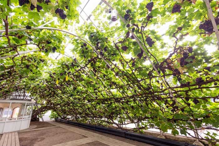 Cây nho lớn lâu đời nhất thế giới bên trong Cung điện Hampton Court