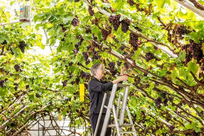 Cây nho lớn lâu đời nhất thế giới bên trong Cung điện Hampton Court