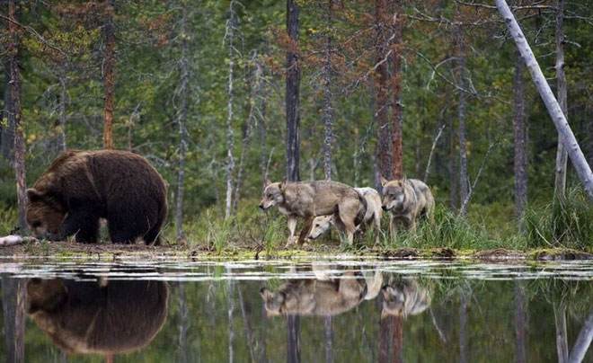 Động cơ của việc những con sói tấn công một con gấu nâu lần này là gì thì vẫn chưa ai rõ.