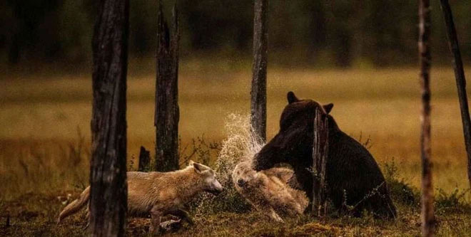 Khả năng cao nhất là những con sói này đã tấn công gấu nâu với mục đích săn mồi. 