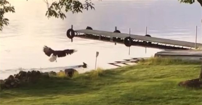 Video: Đại bàng đầu trắng dìm chết hươu sao để ăn thịt