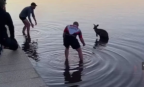 Con chuột túi co ro giữa hồ nước lạnh giá ở Australia.