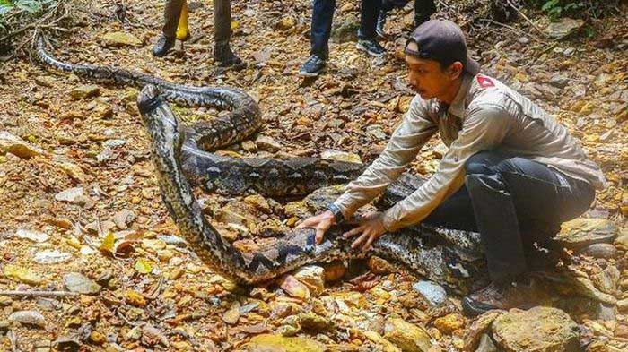 Bắt được trăn siêu 