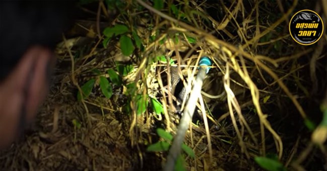 Video: Phát hiện tiếng động trong bụi rậm, nhóm người soi đèn vào trong và phát hiện bất ngờ