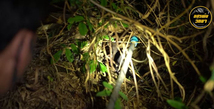 Phát hiện tổ rắn hổ mang chúa trong bụi rậm.