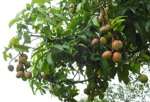 Giống xoài tiến vua siêu hiếm: Trông như quả táo, vị như quả chuối, chỉ một nơi trên thế giới trồng được