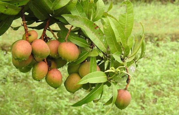 Giống xoài tiến vua siêu hiếm: Trông như quả táo, vị như quả chuối, chỉ một nơi trên thế giới trồng được