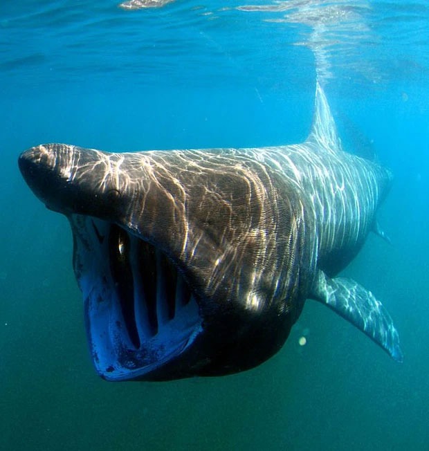 Cá mập phơi nắng