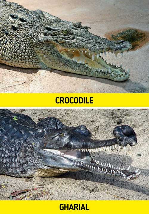 Cá sấu Ấn Độ