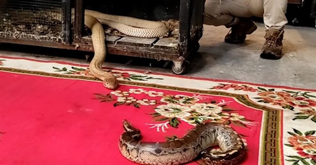 Video: Trăn cộc bị hổ mang chúa háu đói tấn công và cái kết vô cùng bi thảm sau đó