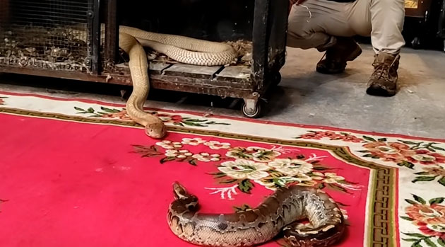 So với hổ mang chúa thì con trăn này thua thiệt đủ đường.