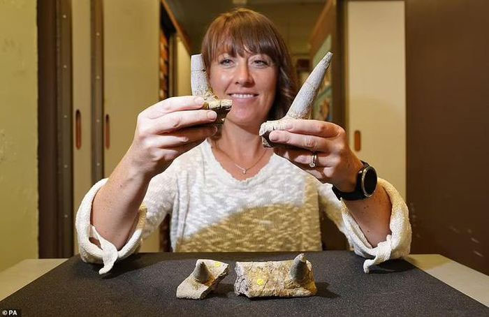 Tiến sĩ Susannah Maidment bên hóa thạch 4 chiếc sừng bọc thép