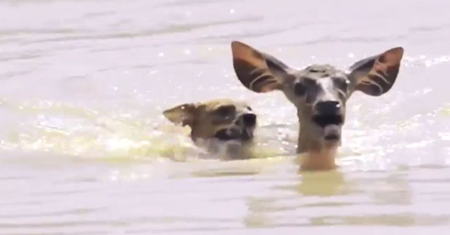 Video: Nai tử chiến kinh hoàng với chó hoang - KhoaHoc.tv