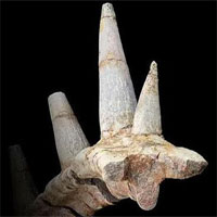 Sừng "hóa đá'' tiết lộ quái vật 168 triệu tuổi, chưa từng thấy trên thế giới