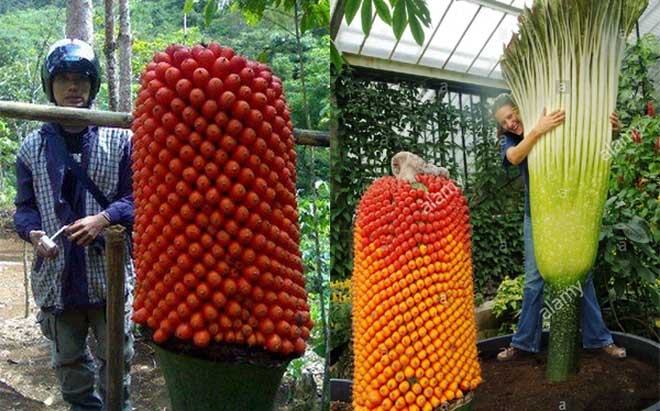 Hình ảnh cực hiếm khi hoa xác thối khổng lồ ra quả