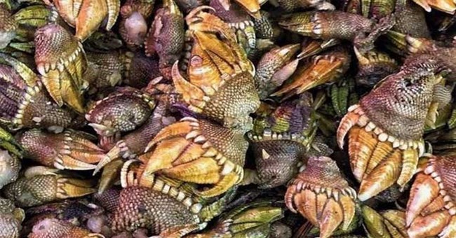 Chàng trai "trúng số độc đắc" khi bắt được vật lạ vừa giống rùa vừa giống cá sấu